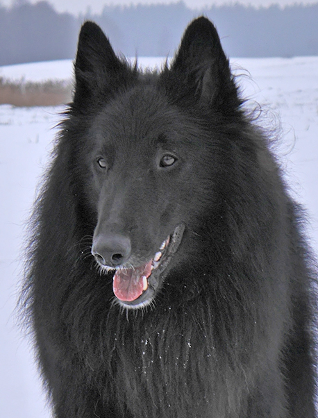 Baron Brisgau von den schwarzen Pfoten